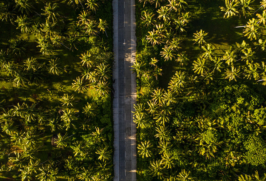 Palm-Drive